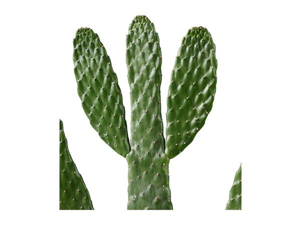 Cactus "Desert Stars"