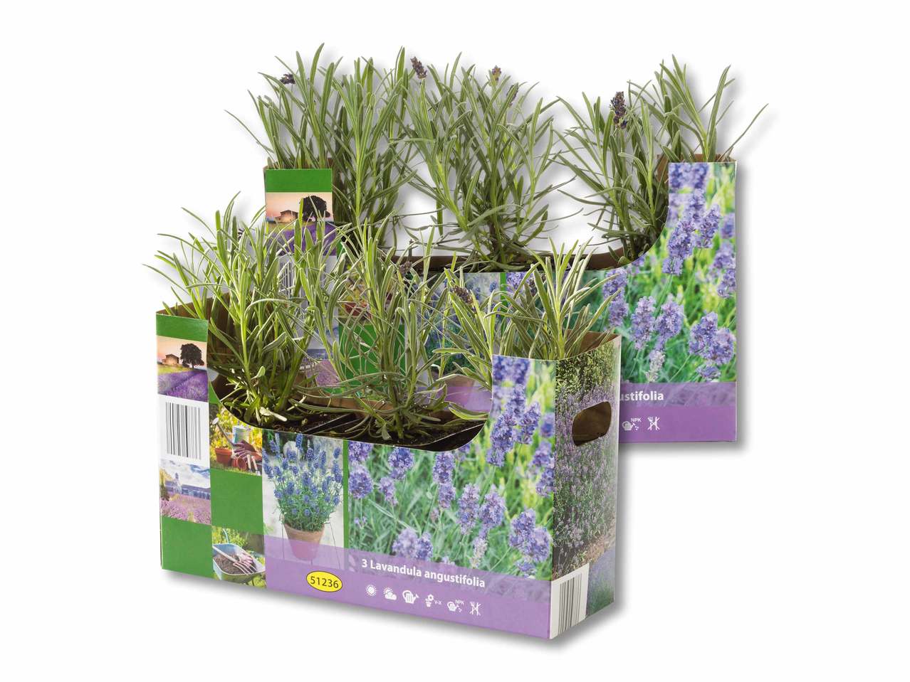 Lavanda angustifolia