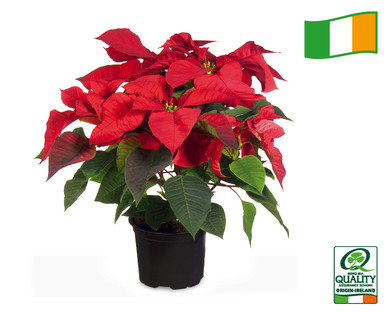 Irish Premium Poinsettia