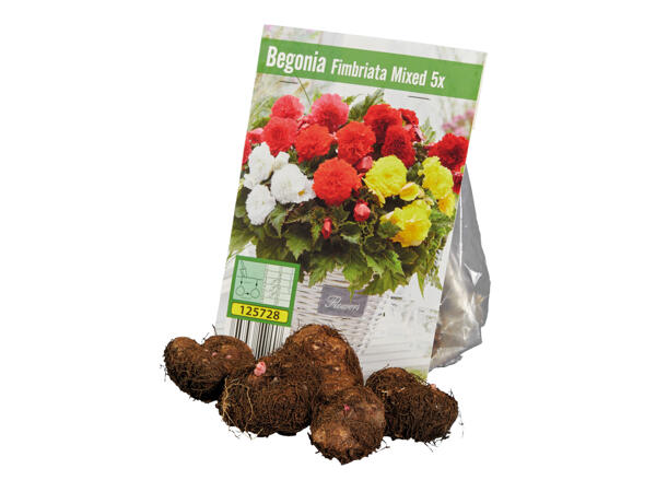 Begonia Bulbs