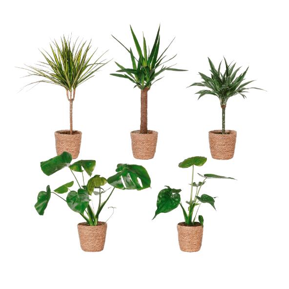 Plante solitaire