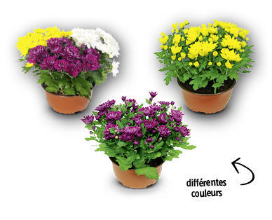 Chrysanthèmes d'été