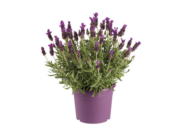 Sommerfuglelavendel