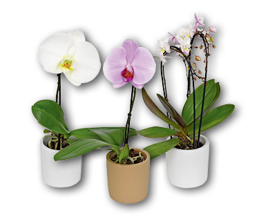 Exklusive Orchidee