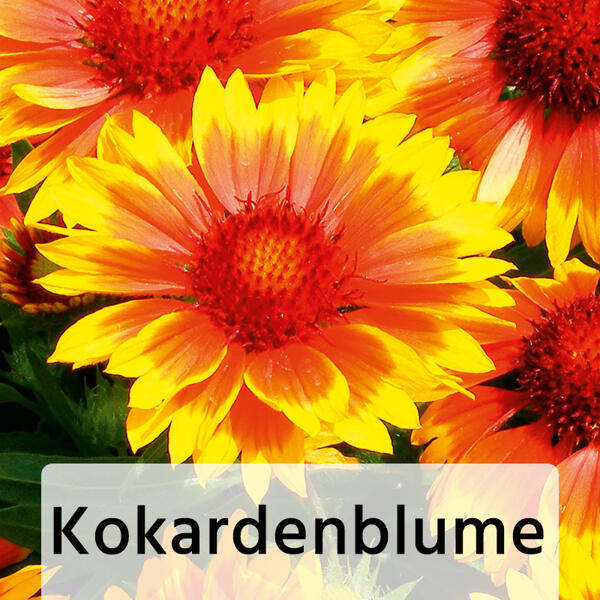 Großstauden