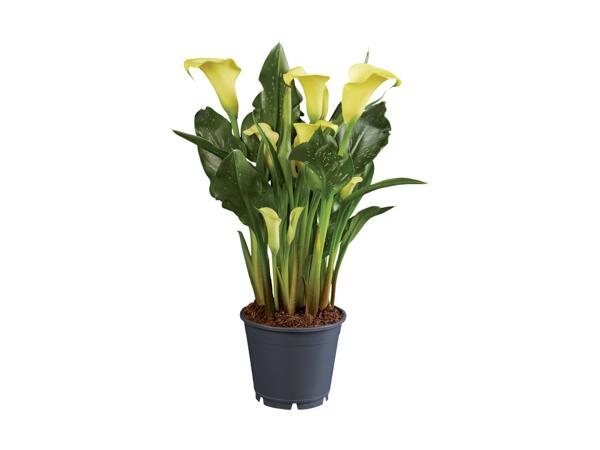 Calla Lily Selection