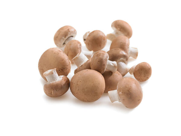 Champignons blonds bio