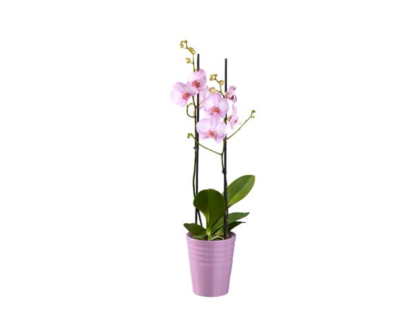 Phalaenopsis 2 Stems