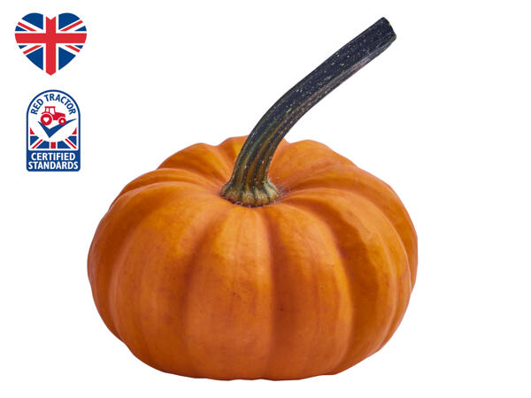 British Munchkin Pumpkin