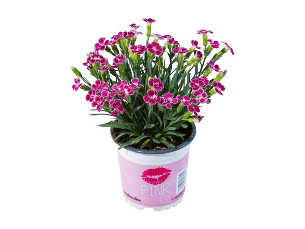 Dianthus Pink Kisses