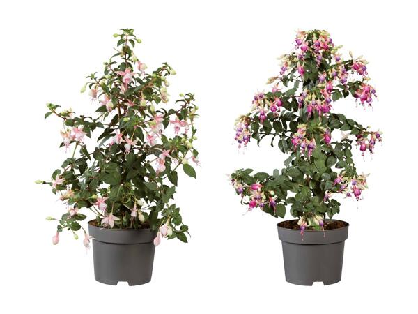 Fuchsias