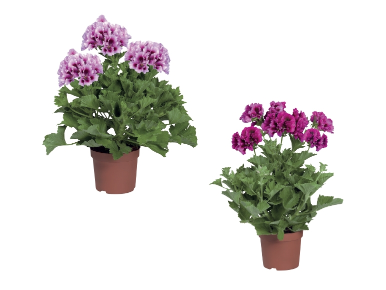 Geranium