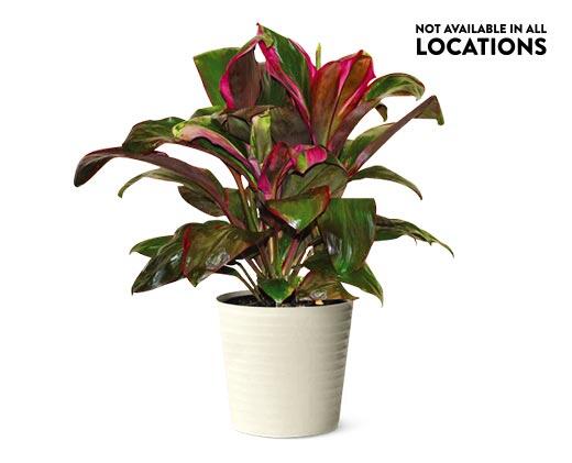 10" Foliage Assorted Varieties