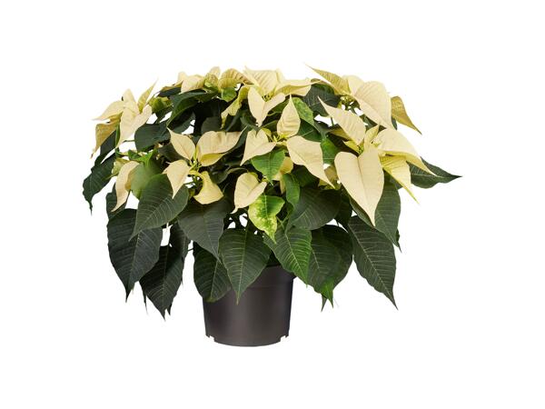 Poinsettia
