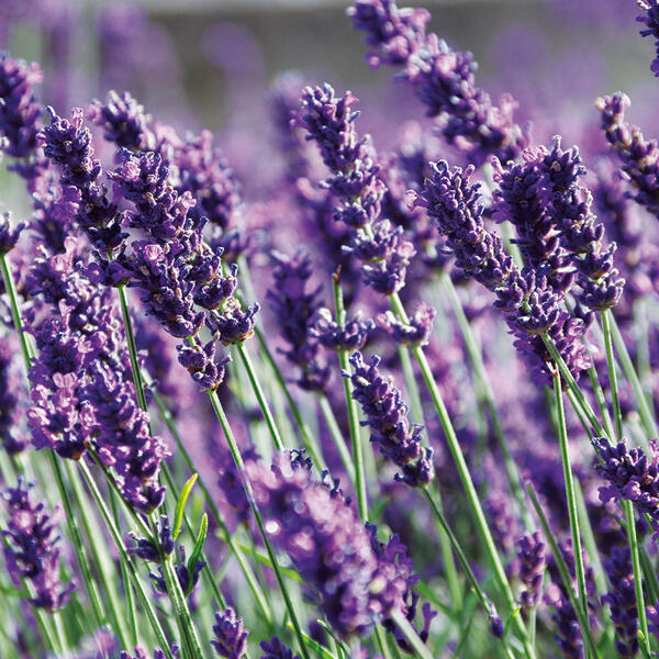 Lavendel