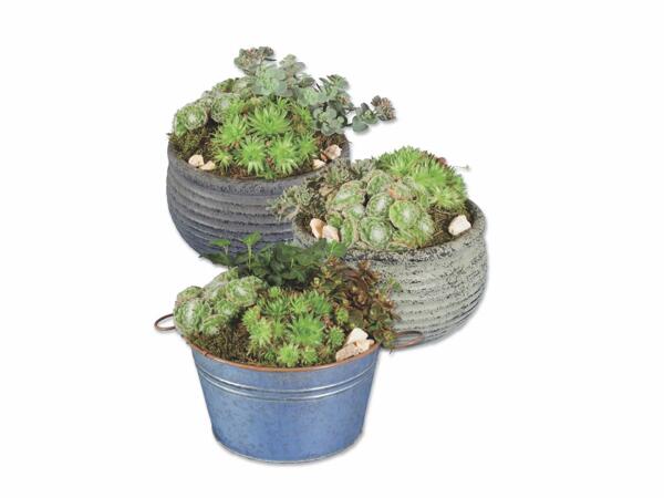 Sempervivum and Sedum