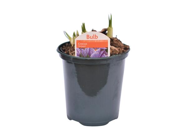 Potted Spring Bulbs
