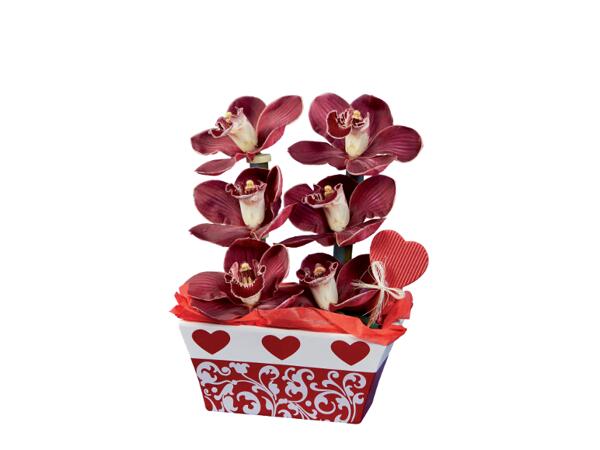Cymbidium Orchid, 6 Blooms