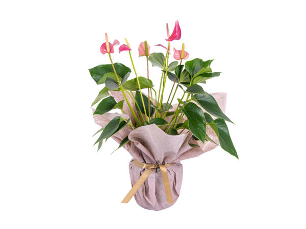 Mother's Day Anthurium & Azalea