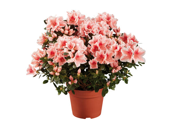 Azalea