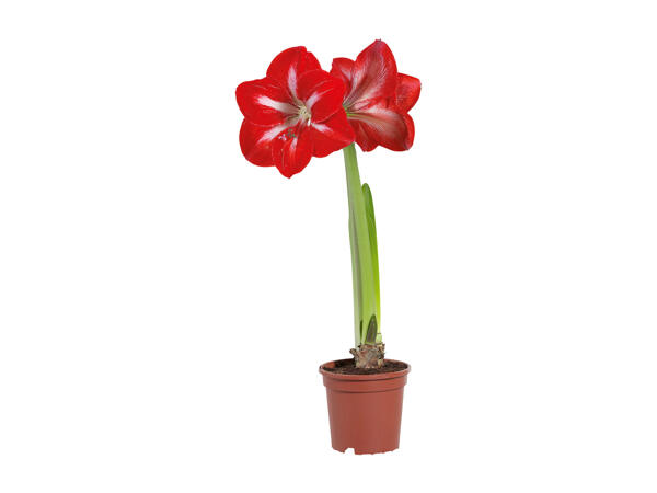 Amaryllis 1 stem