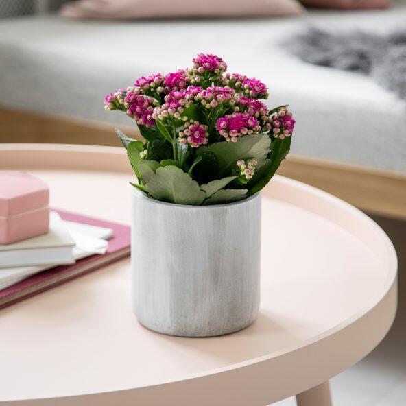 Kalanchoe