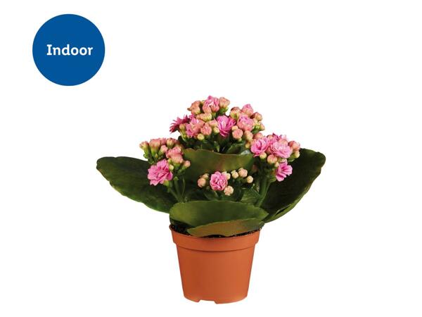Kalanchoe
