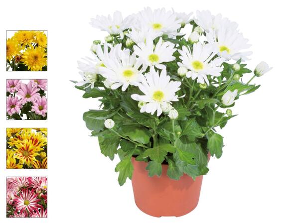 Chrysantheme „Elle Fleur"