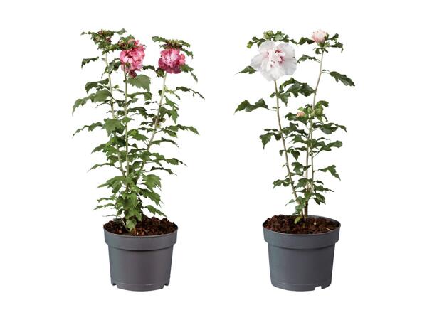 Hibiscus de jardin