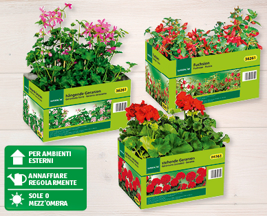 Piante da aiuola/balcone GARDENLINE(R)