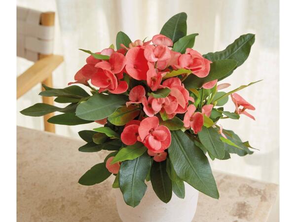 Tiara euphorbia