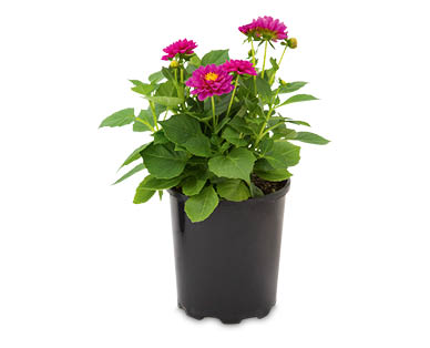 Dahlia Mini 125mm