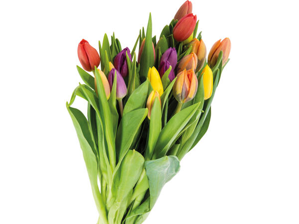 Tulpenstrauß Kunterbunt