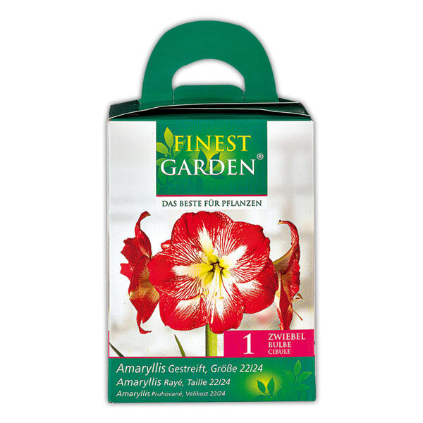 Amaryllis