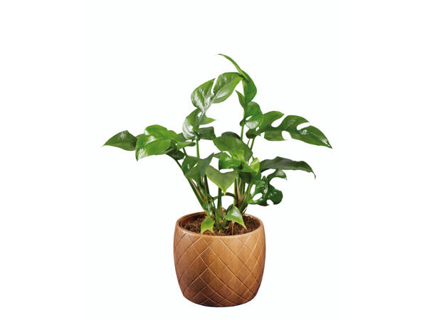 Plantes vertes avec pots en céramique effet bois
