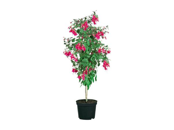Fuchsia Tree