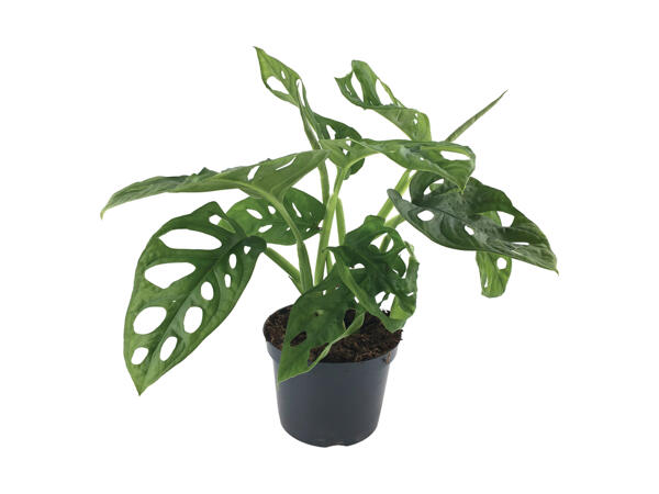 Monstera