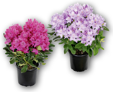 Rododendro