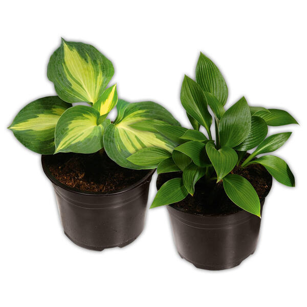 Funkie Hosta XL