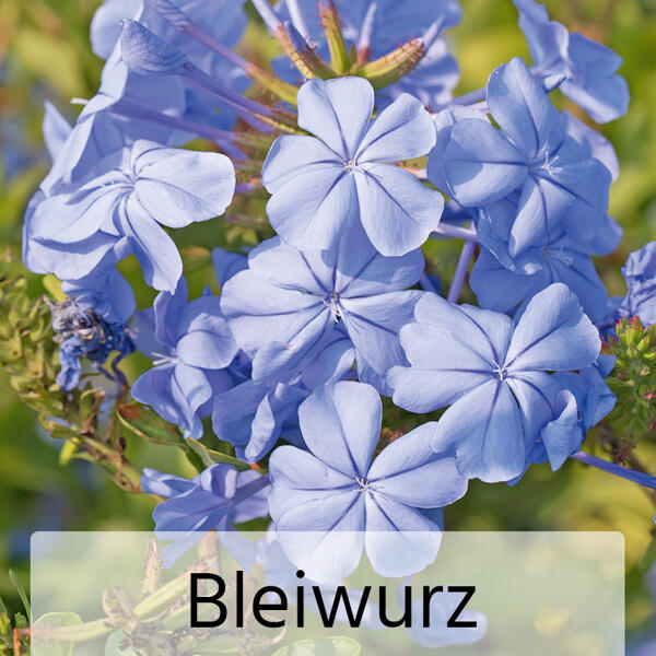 Herbst Mix