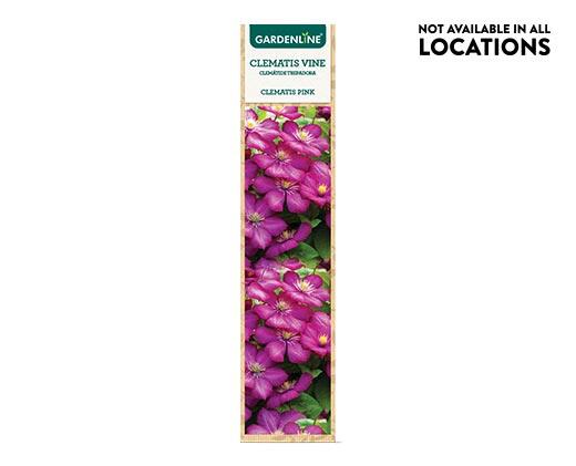 Gardenline
Clematis Flowering Vine Assorted Varieties