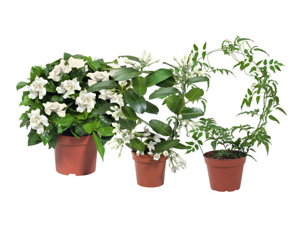 Stephanotis Jasmin or Gardenia