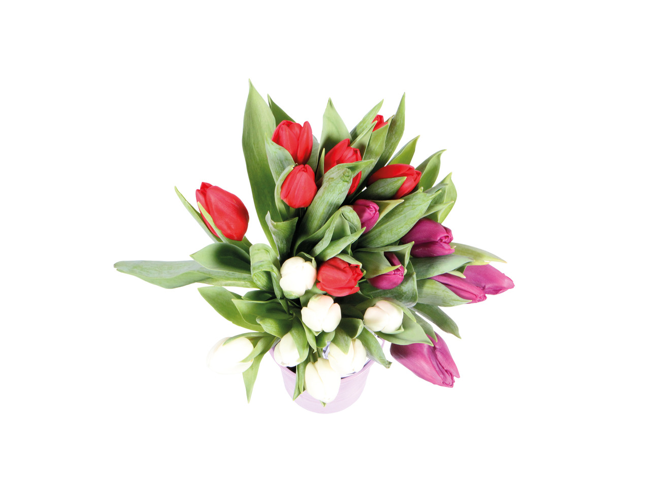 Tulipaner