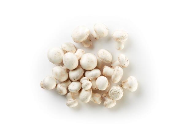 Champignon Mushrooms