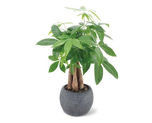 5" Exotic Plant Assorted Varieties