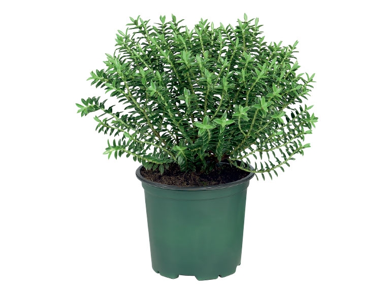 hebe Plants