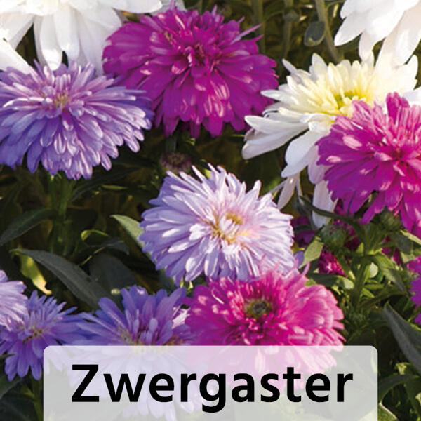 Sommer-Jungpflanzen