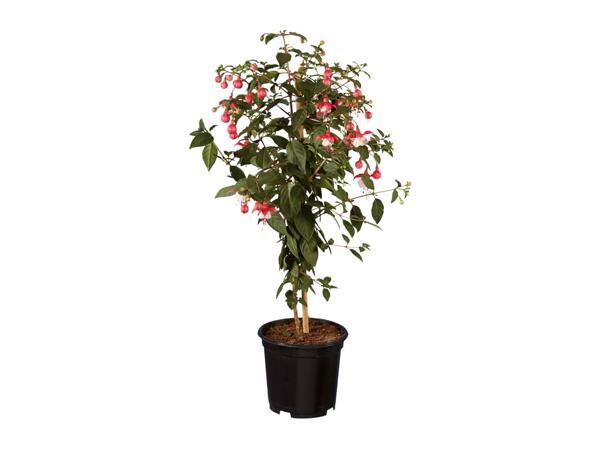 Standard Fuchsia
