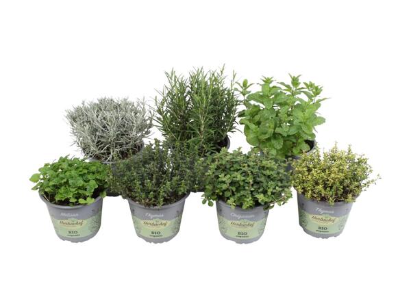 Potted Herbs