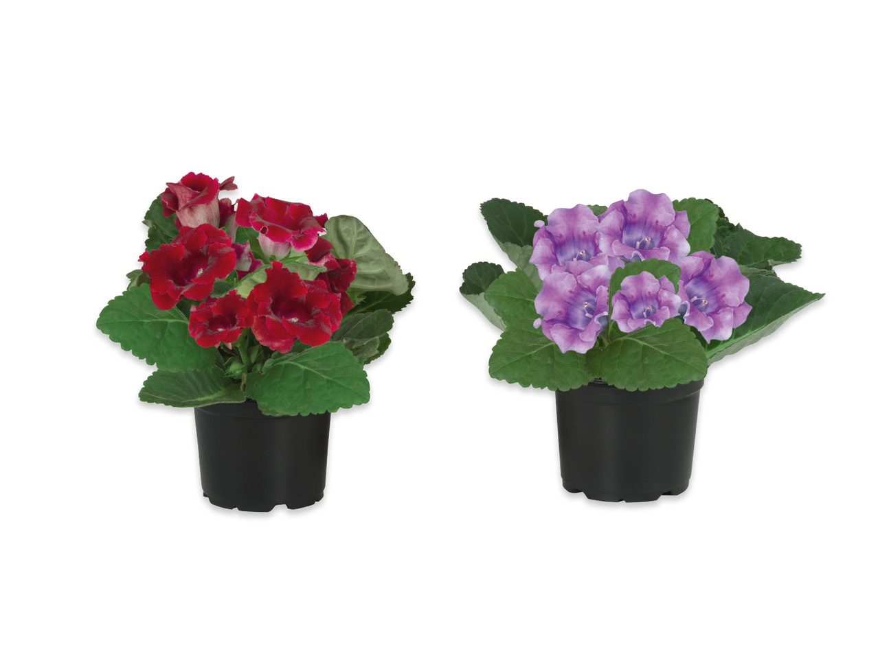 Gloxinia